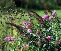 Flowering-Bushes