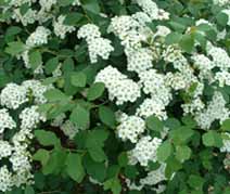 Flowering-Bushes