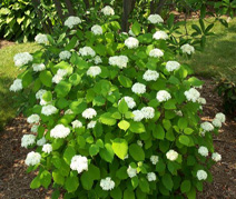 Flowering-Bushes