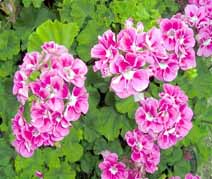 Geranium