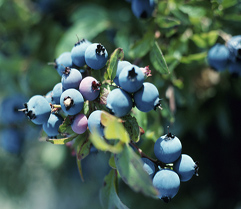 Blueberries