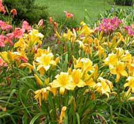 daylilies