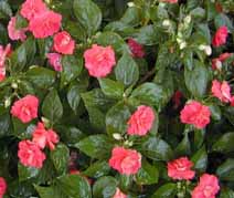 impatiens