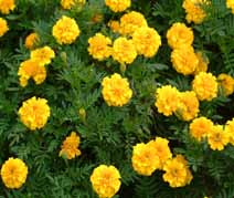 marigold