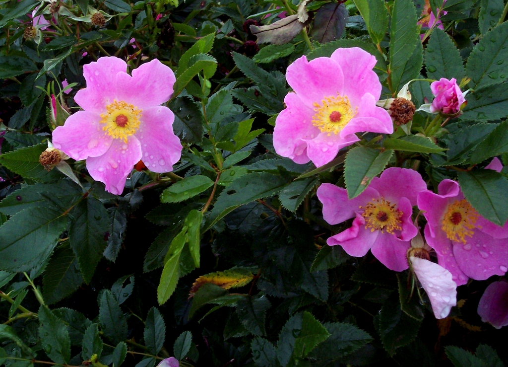 Rosa Virgiana