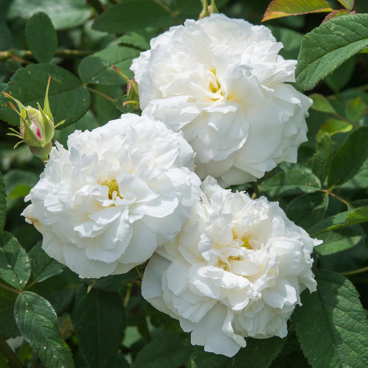 Roseland Nursery Susan Williams Ellispure