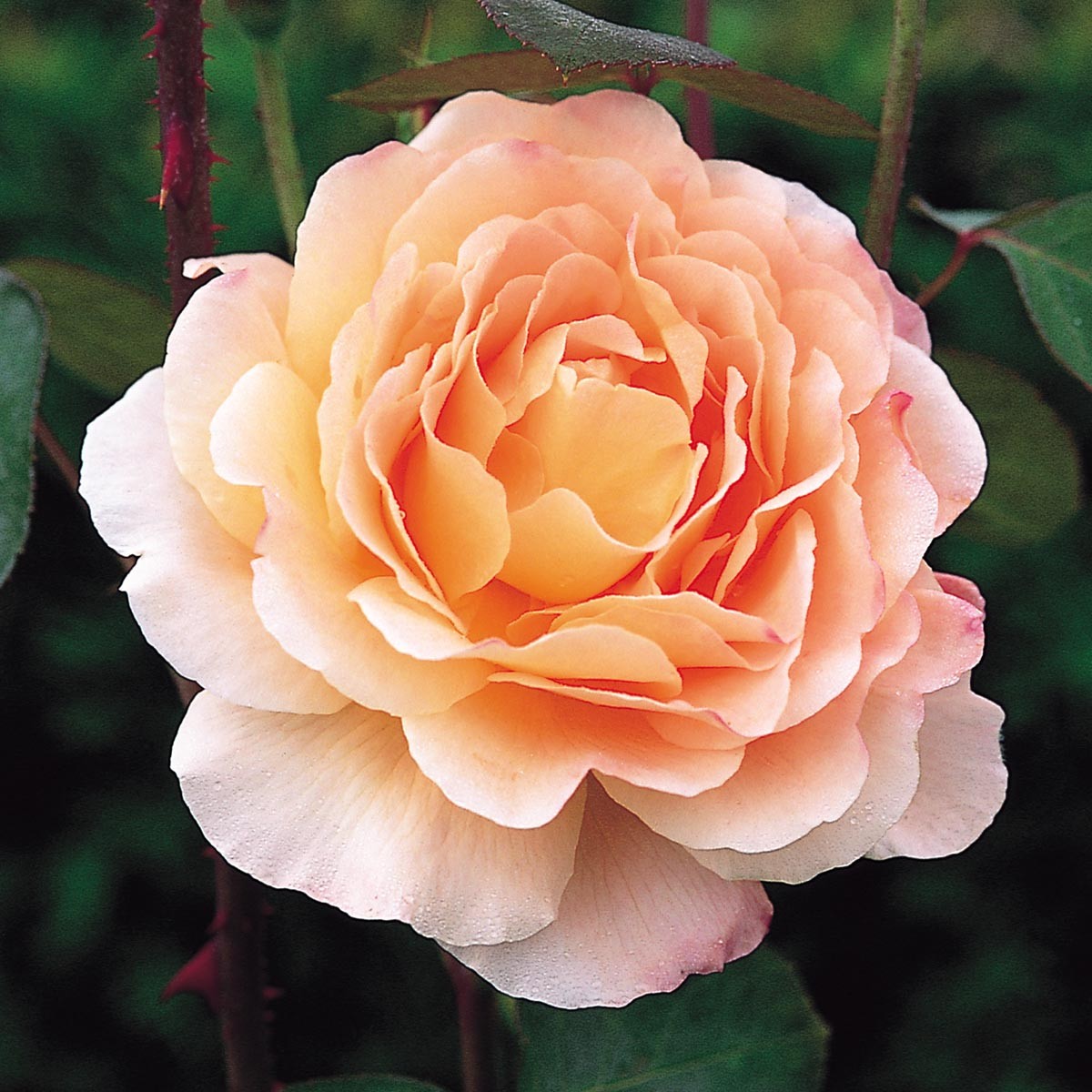 Roseland Nursery Tamoraapricot Flowers Medium Green Leaves Grows 3 Feet High And Wide Strong Fragrance